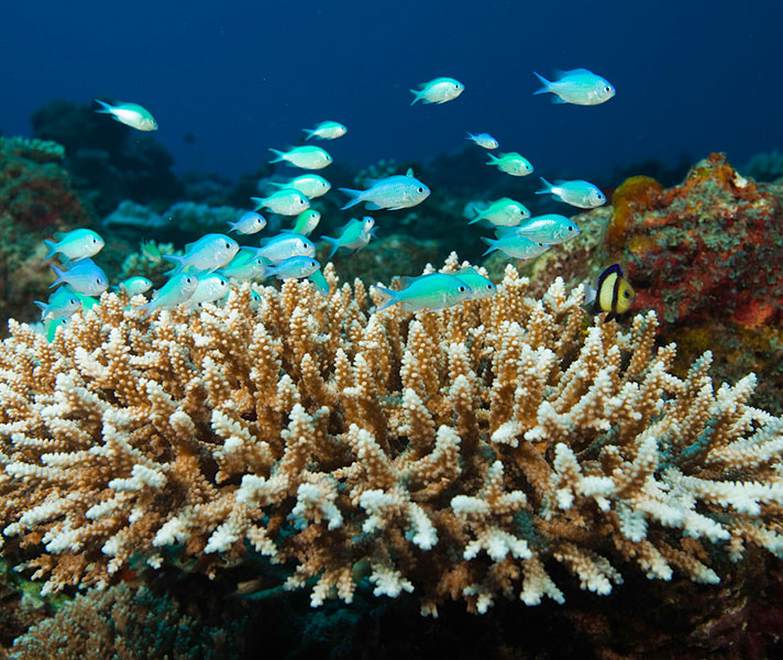 The private North Island is superb for scuba diving and snorkelling.