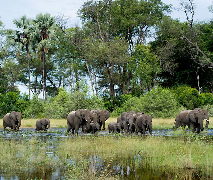 The Delta's remote, fly-in lodges are natural choices for honeymooners seeking exclusivity.