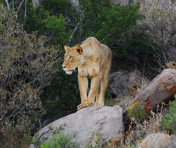 The Kruger National Park boasts some of the finest safari accommodation in Africa.
