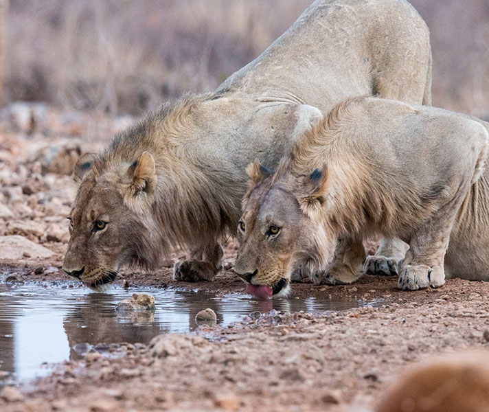 Etosha National Park is one of the easiest and safest big game destinations in Southern Africa.