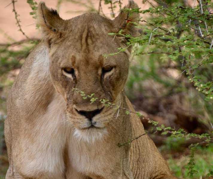 Mary and Zac enjoyed photographing Madikwe's big cats.