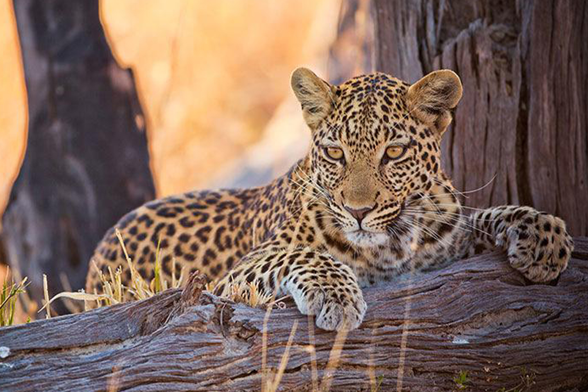 Botswana-