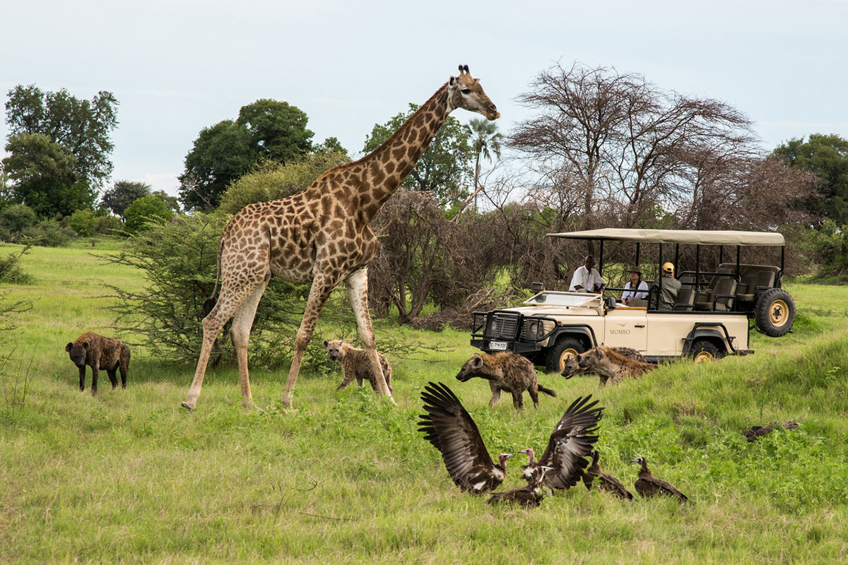 safaris to botswana