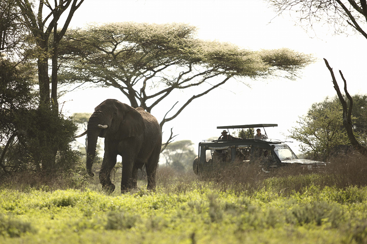 Африка ком. Serengeti Safari. Национальный парк Серенгети фильм 2011. Serengeti 8267. Дождь Серенгети.