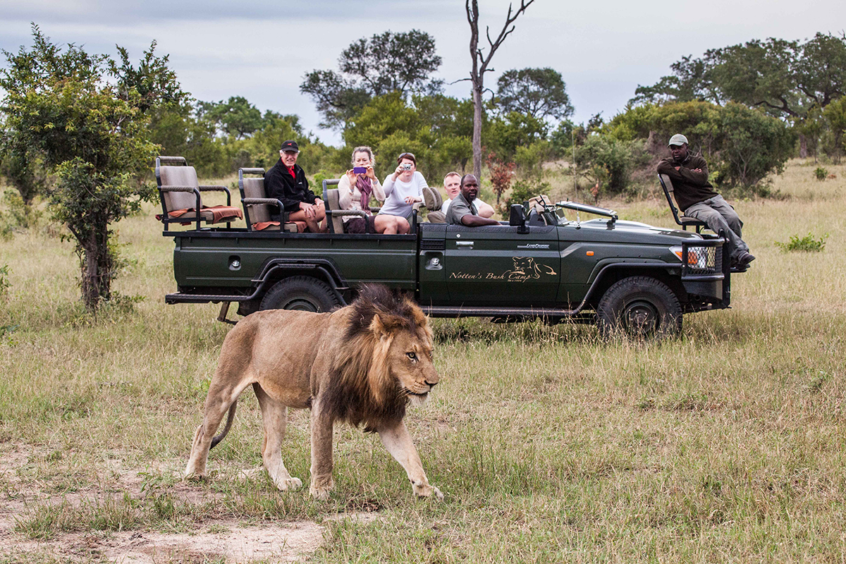 safari in kruger park