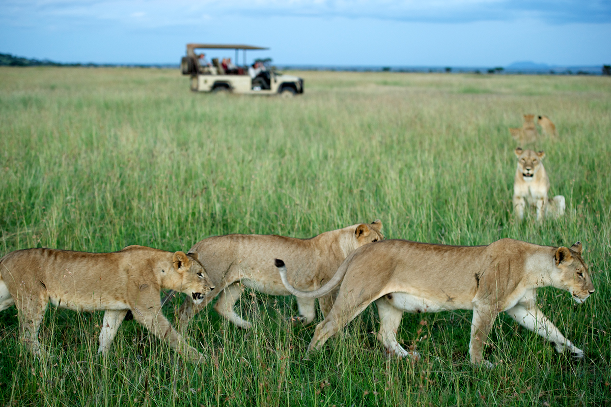 Lions game viewing Serengeti Tanzania