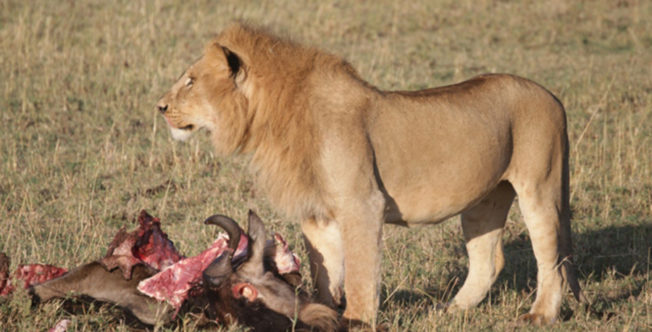 Adventure_Camp_Ol_Kinyei_wildlife