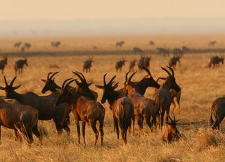 banner-mm.katavi.wildlife6