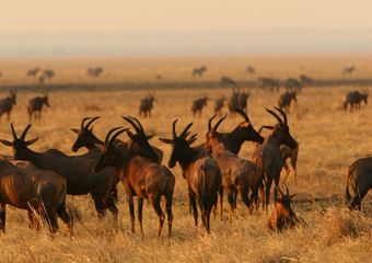 banner-mm.katavi.wildlife6
