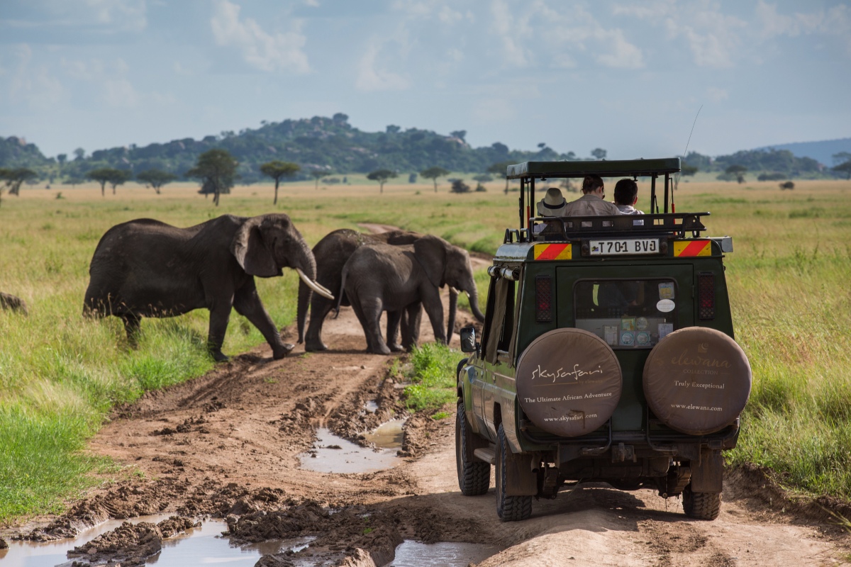 Elephants crossing the road on a game drive in the Serengeti