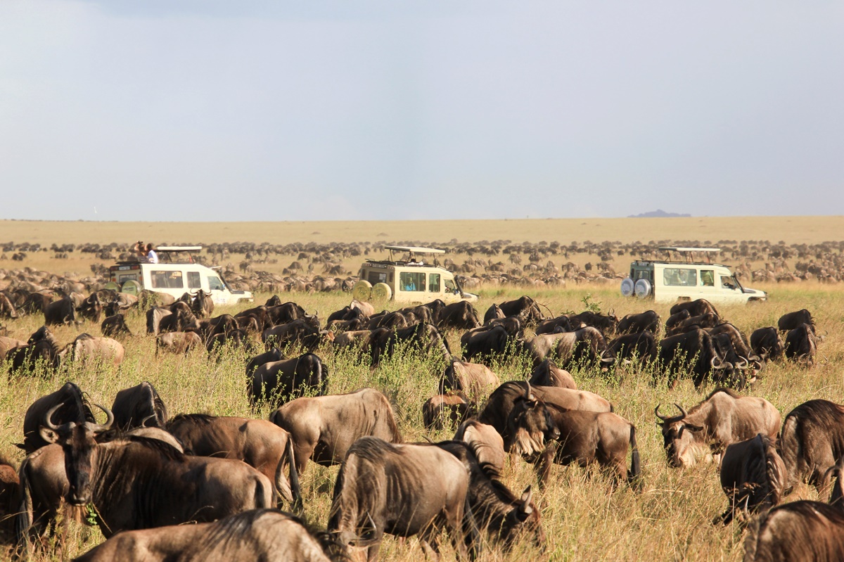 The Great Wildebeest Migration | Tanzania and Kenya Safari | Go2Africa