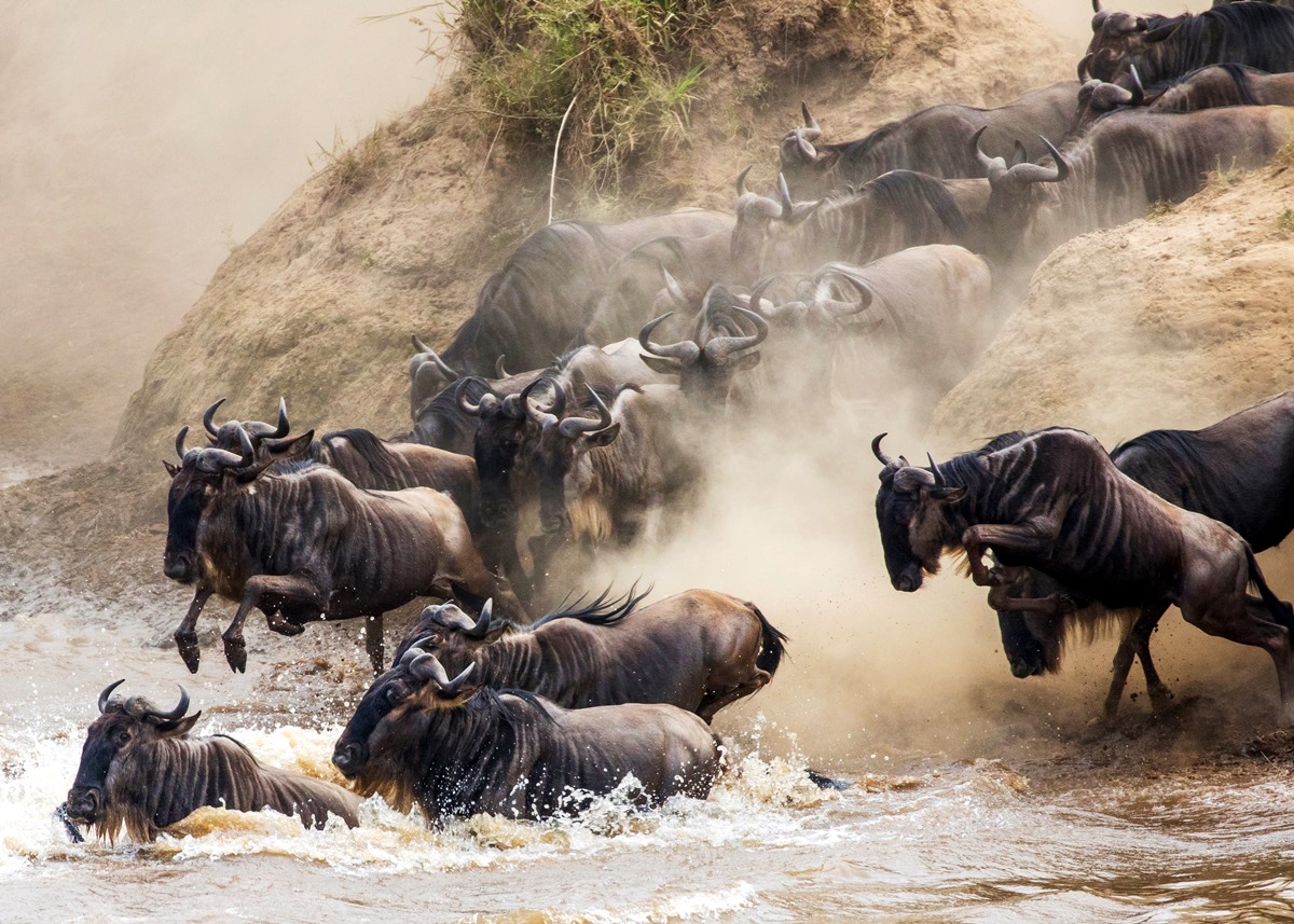 The Wildebeest Migration | Serengeti & Masai Mara Go2Africa