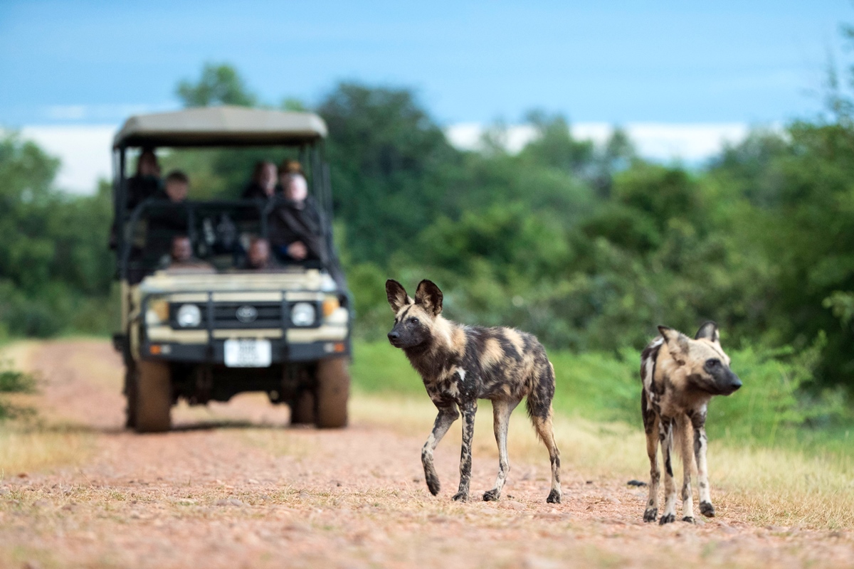 all inclusive african safari vacations from canada