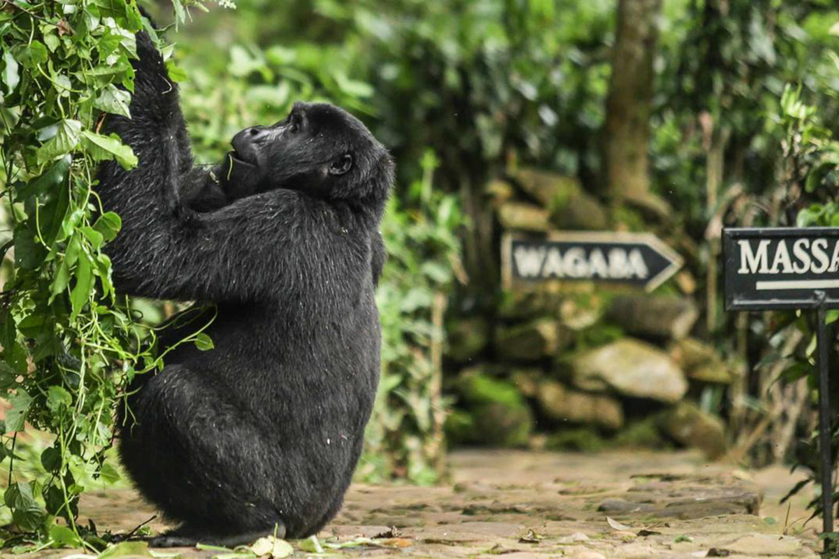 tours to see gorillas in africa