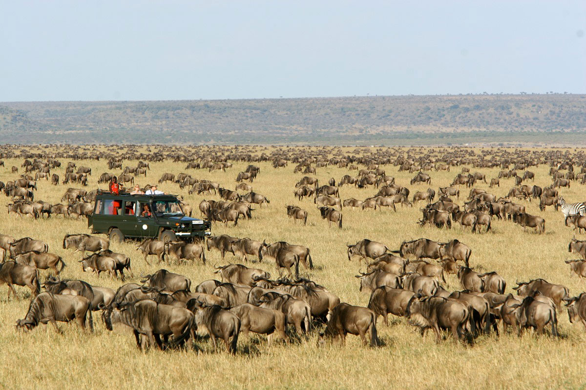 Massai Animals   Migration Rekero Go2africa 