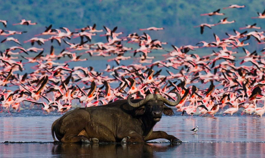 Buffalo in Lake Nakuru, Kenya | Stories Experiences Travel