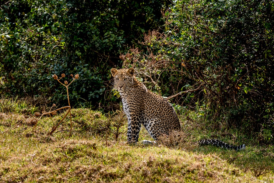 Young leopard in Aberdare National Park, Kenya | Go2Africa