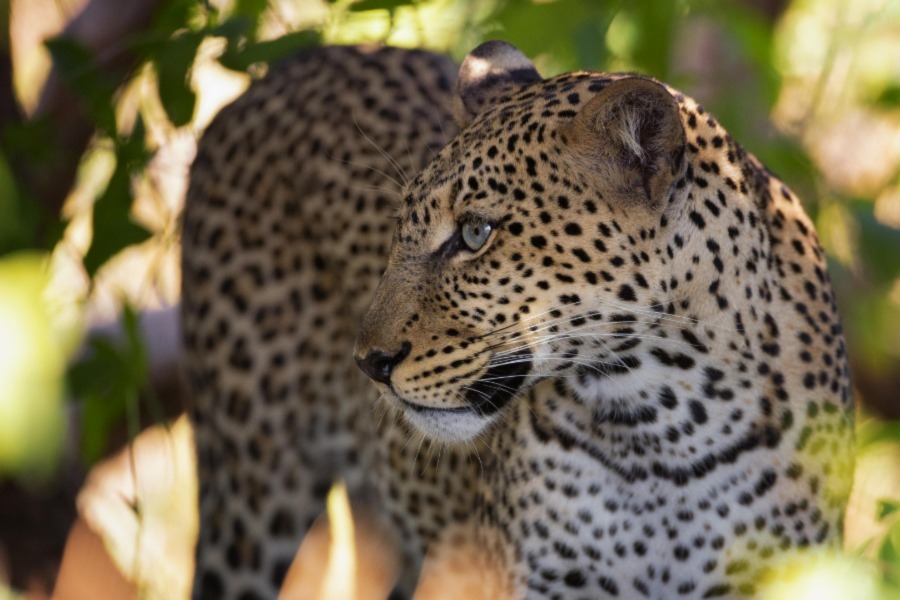 Leopard at Sasaab Camp, Mount Kenya, Kenya | ⁤Stories Experiences Travel