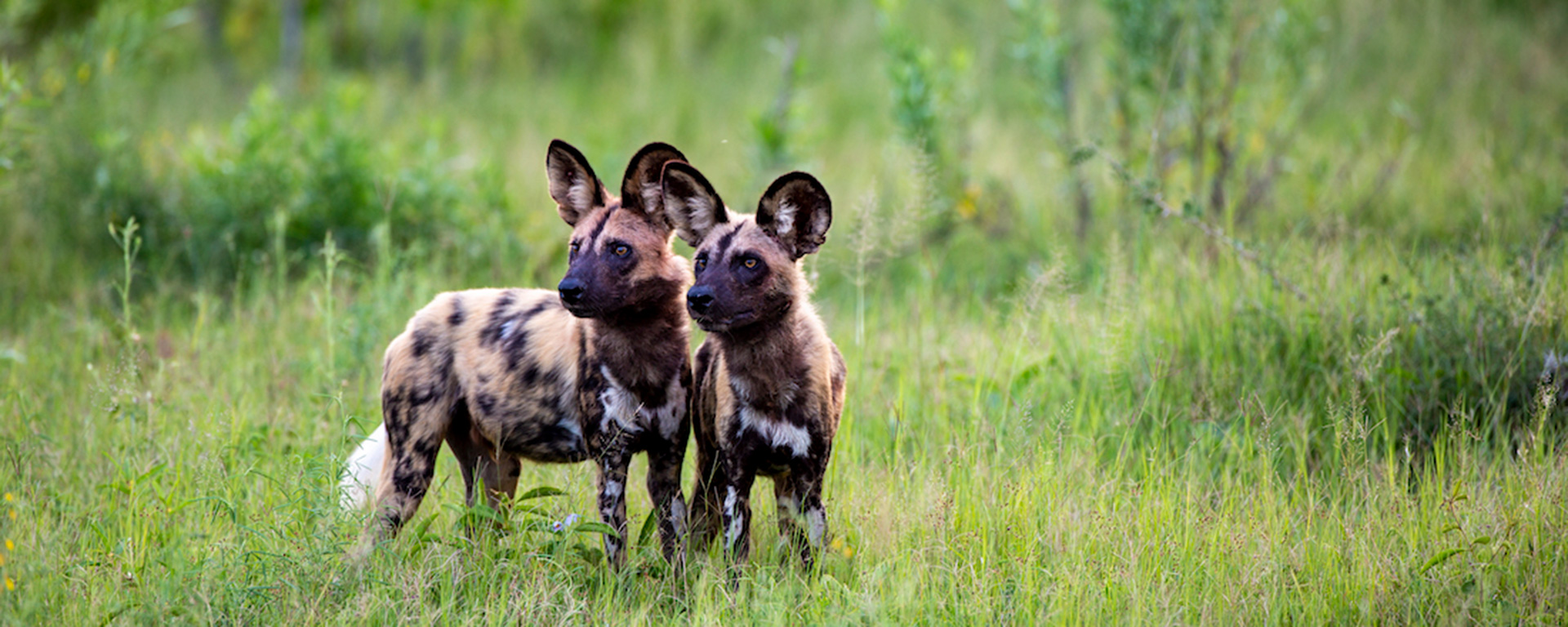 Saving African Wild Dog With EWT Go2Africa