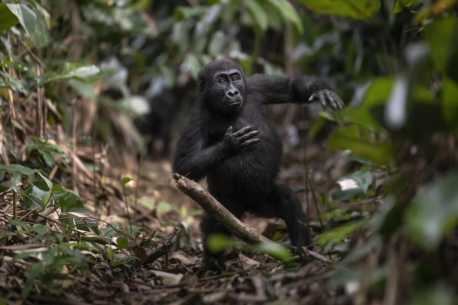 Western lowland gorilla in Odzala-Kokoua National Park, Congo | Go2Africa