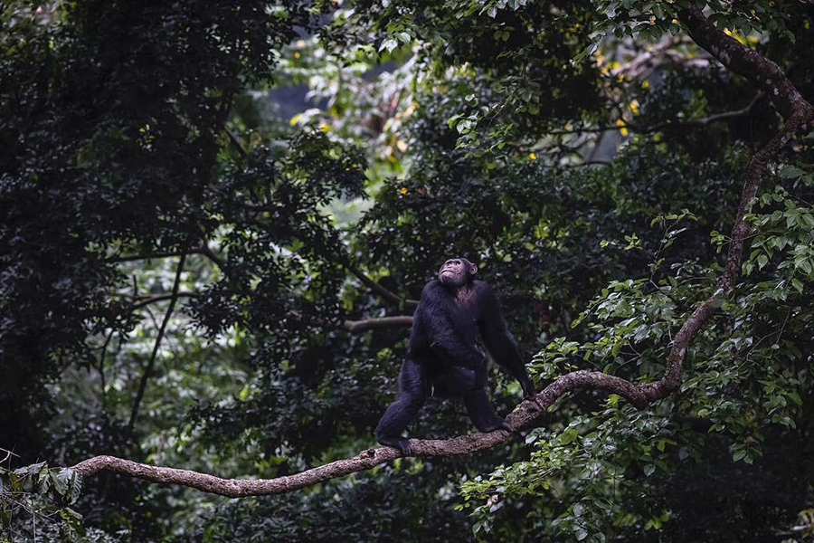 Chimpanzee stands on a tree branch in Queen Elizabeth National Parl, Uganda.