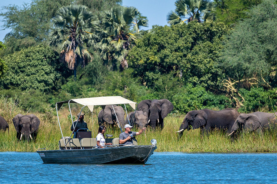 Elephants spotted on a boat safari in Malawi.