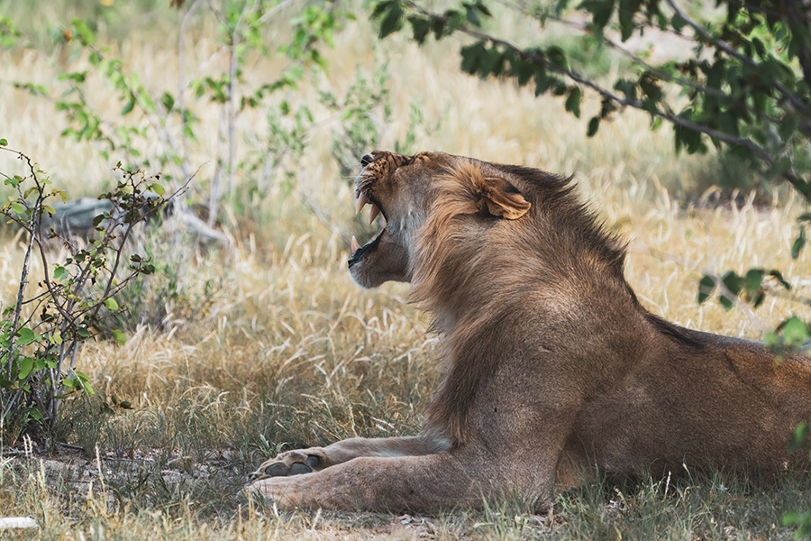 Which Animal has the Loudest ROAR? - The National Wildlife Federation Blog