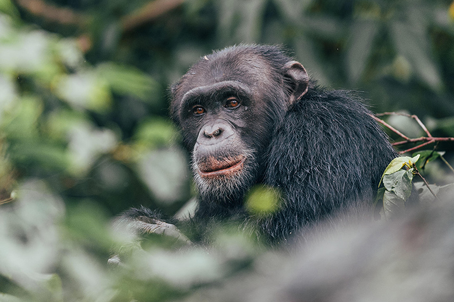 Chimp seen on a chimpanzee trek in Rubondo Island National Park, Tanzania.