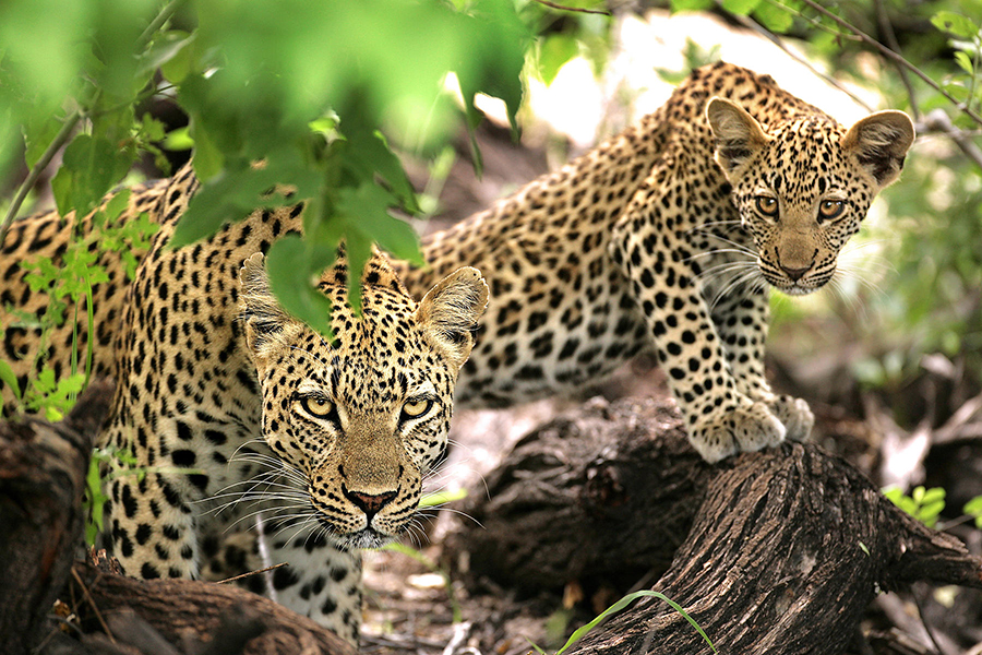 Leopard sightings in the Greater Kruger, South Africa | Stories Experiences Travel