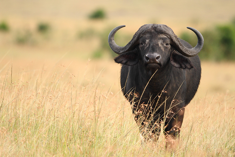 Front view‌ of a buffalo standing in the grasslands of Botswana.