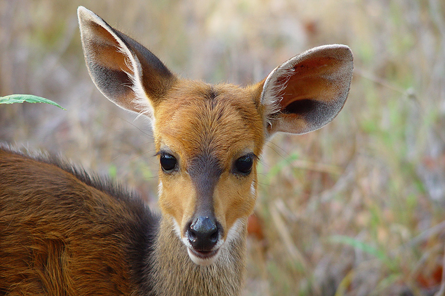 A close-up of a‍ young bushbuck ​in Botswana.