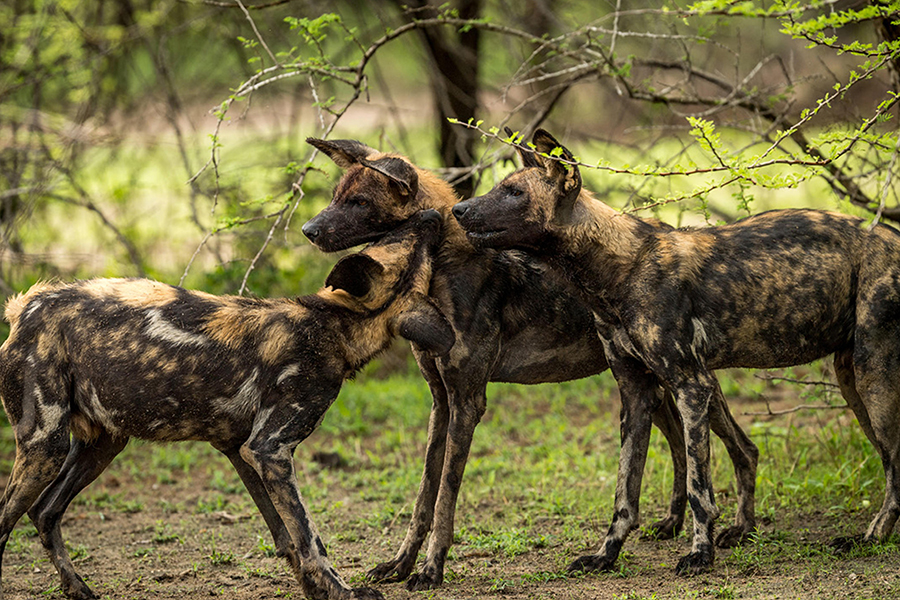 Wild dogs in Tanzania | Go2Africa