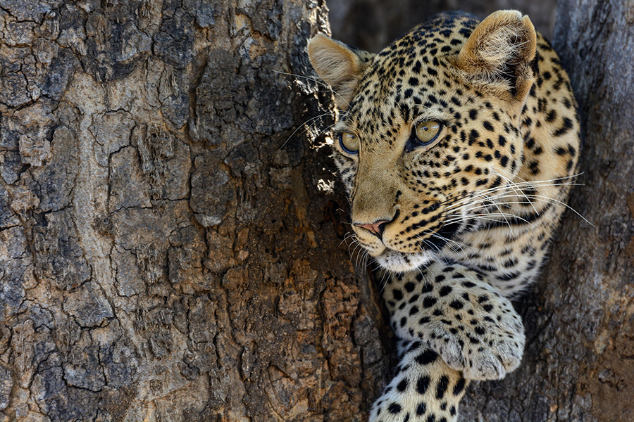 Leopards in Ruaha National Park, Tanzania | Go2Africa