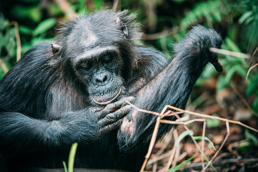 Chimp trekking in Mahale Mountains, Tanzania | Go2Africa