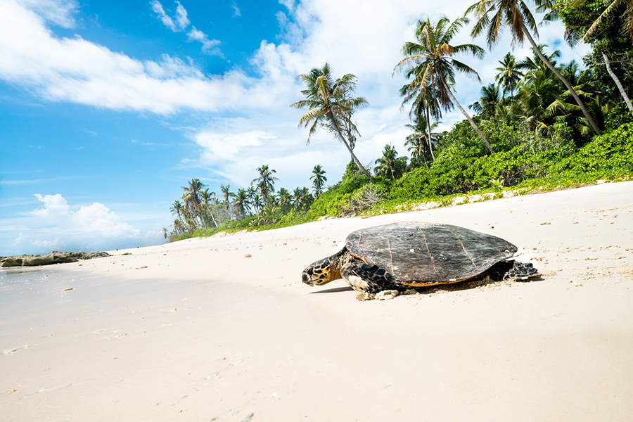 Unique wildlife in the Seychelles | Go2Africa