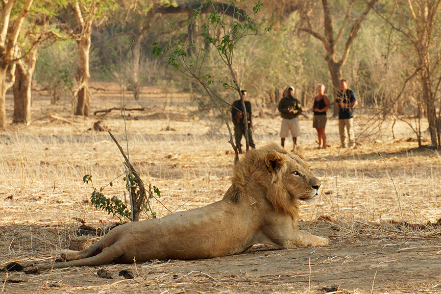 Lion spotted by a group on a guided walking safari in South Luangwa National Park, Zambia.