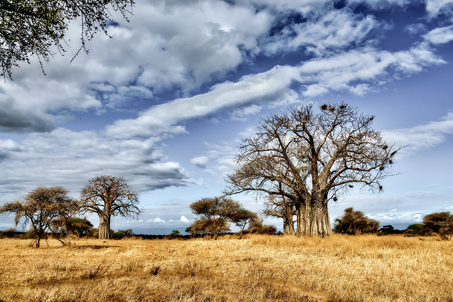 Trees in the savanna plains of Zambia.